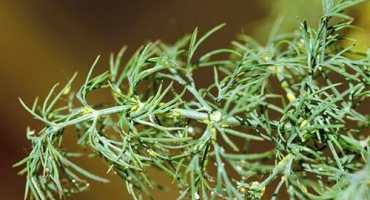 Jak se zbavit mšic na kopru, tím lépe zpracovat lidovými prostředky